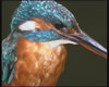 Kingfisher - a still from Diarmid Doody Wildlife film