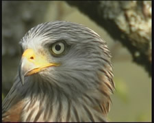 still from Red Kite video by wildlife cameraman Diarmid Dood