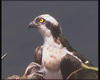Osprey - a still from Diarmid Doody Wildlife film